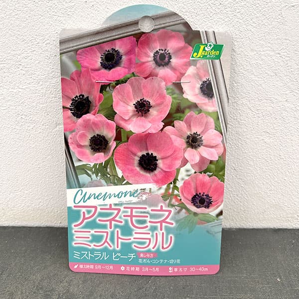 球根 26年9月中下旬予約 アネモネ ミストラ...の詳細画像5