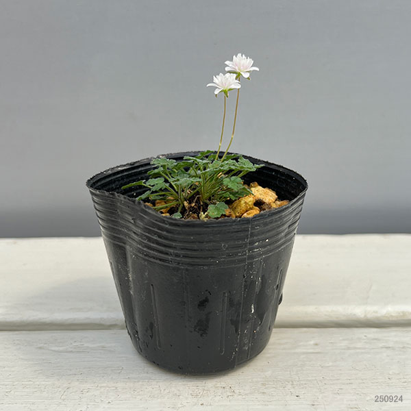 山野草の苗 ヒメフウロソウ(姫風露草) 白花八...の詳細画像2