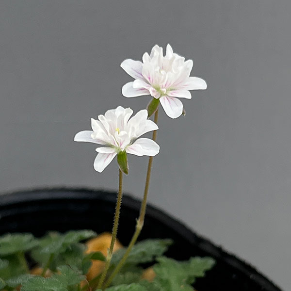 山野草の苗 ヒメフウロソウ(姫風露草) 白花八...の詳細画像3