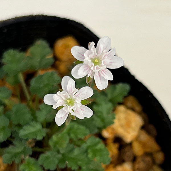 山野草の苗 ヒメフウロソウ(姫風露草) 白花八...の詳細画像4