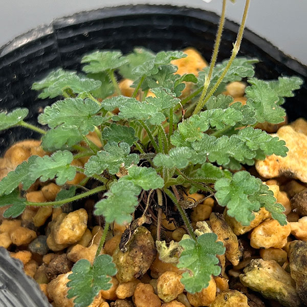 山野草の苗 ヒメフウロソウ(姫風露草) 白花八...の詳細画像5