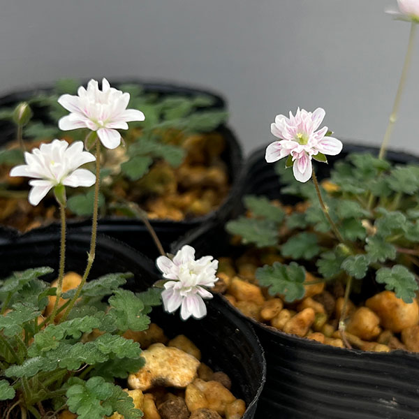 山野草の苗 ヒメフウロソウ(姫風露草) 白花八...の詳細画像1