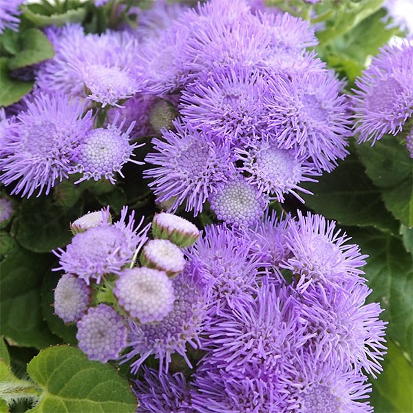 草花の苗 (わけあり特価)アゲラタム(わい性)...の詳細画像2