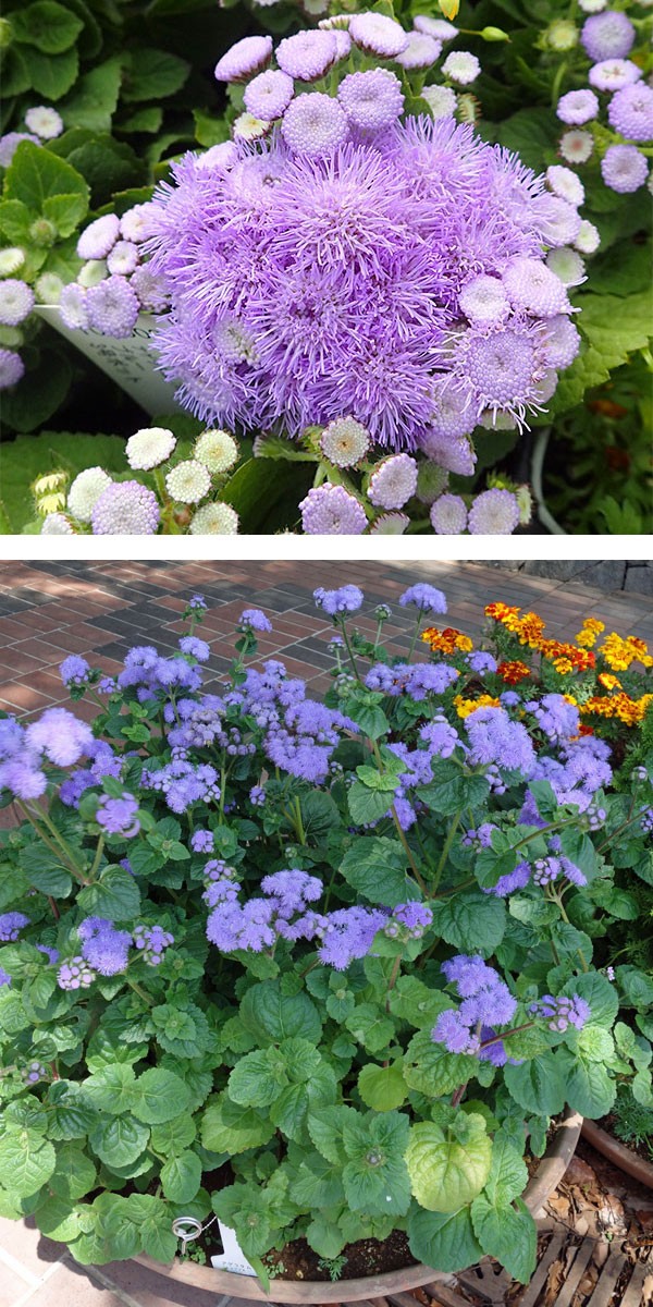 草花の苗 (わけあり特価)アゲラタム(わい性)...の詳細画像3