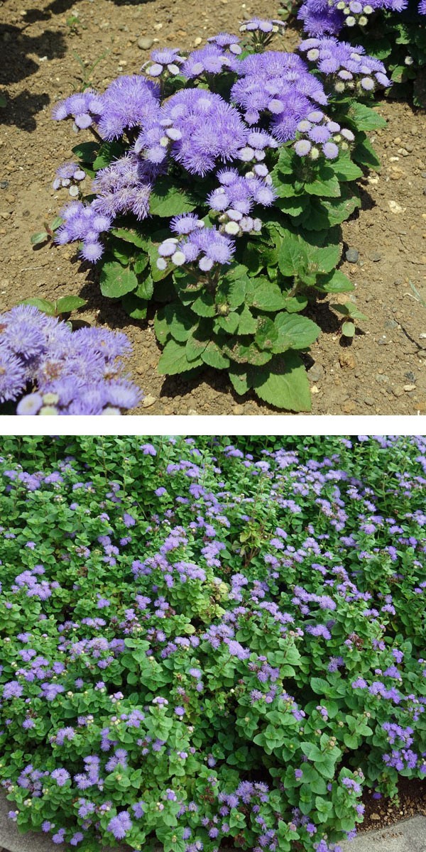 草花の苗 (わけあり特価)アゲラタム(わい性)...の詳細画像4