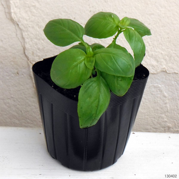 ハーブの苗 スィートバジル3-3.5号ポットの詳細画像3