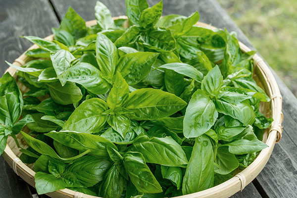 ハーブの苗 スィートバジル3-3.5号ポットの詳細画像4