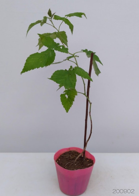 果樹の苗/ラズベリー（トゲなし）：グレンアンプル4〜5号ポット｜engei｜02