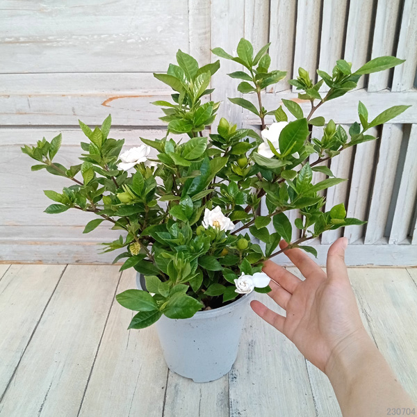 花木 庭木の苗/クチナシ：八重咲きクチナシ4.5〜5号ポット｜engei｜02