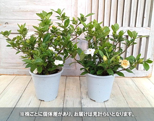 花木 庭木の苗/クチナシ：八重咲きクチナシ4.5〜5号ポット｜engei｜04