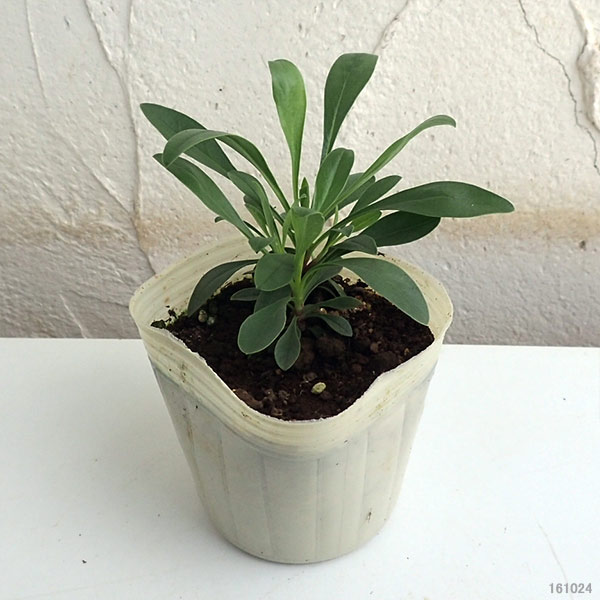 草花の苗 ペンステモン ストリクタス3-3.5...の詳細画像1