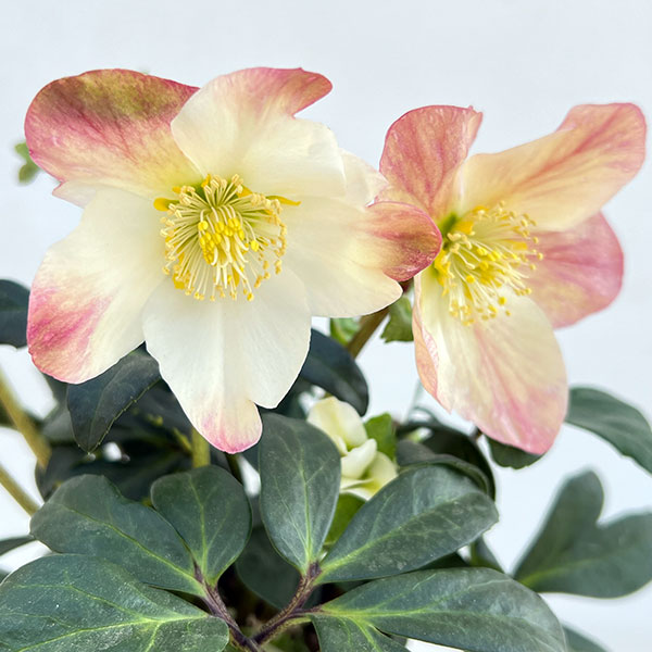 クリスマスローズ ニゲル（花の苗）｜苗 | 花、ガーデニング の