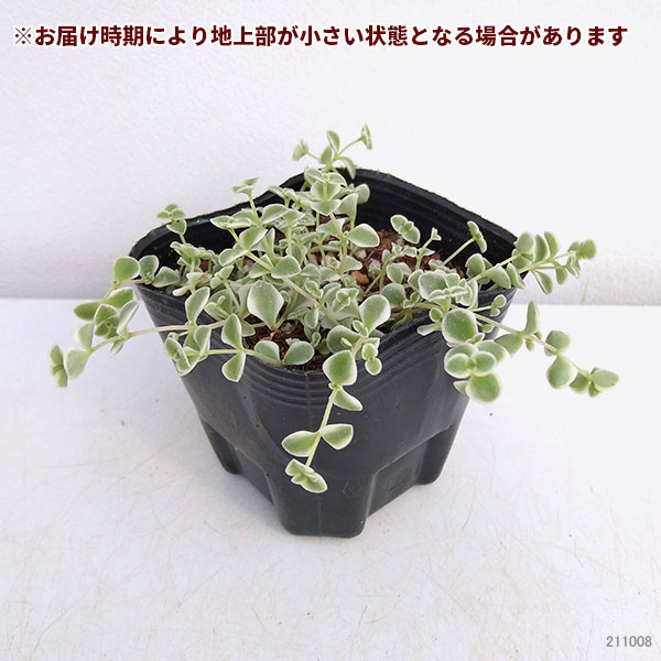 観葉植物/セダム：リトルミッシー3号ポット｜engei｜02