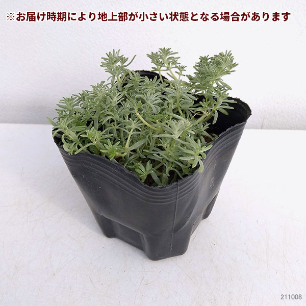 観葉植物/セダム：ミルクゥージ3号ポット 2株セット｜engei｜06
