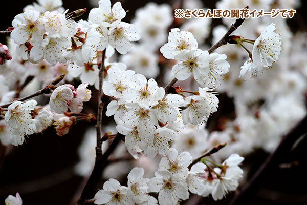 果樹の苗 サクランボ さおり4〜5号ポット接木苗 |  | 04