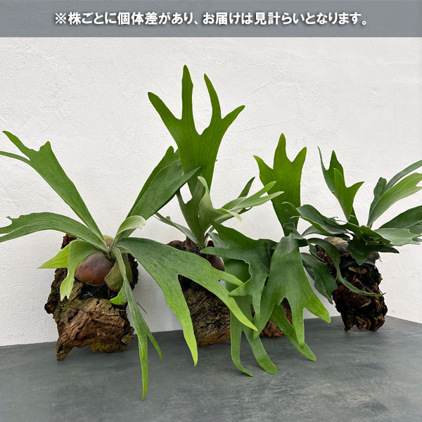 ビカクシダセット15種 Amazon.co.jp: チャーム ビカクシダ コウモリラン 観葉植物板