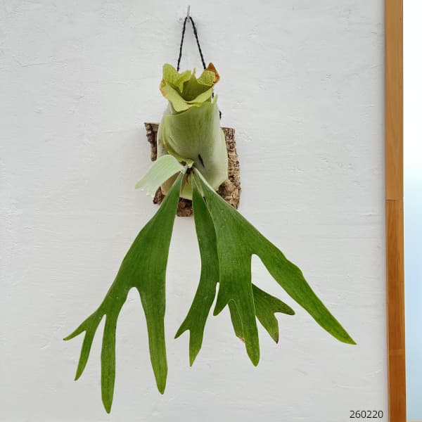 観葉植物 ビカクシダ(コウモリラン) ネザーラ...の詳細画像1