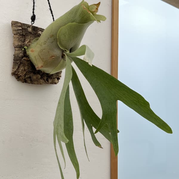 観葉植物 ビカクシダ(コウモリラン) ネザーラ...の詳細画像2