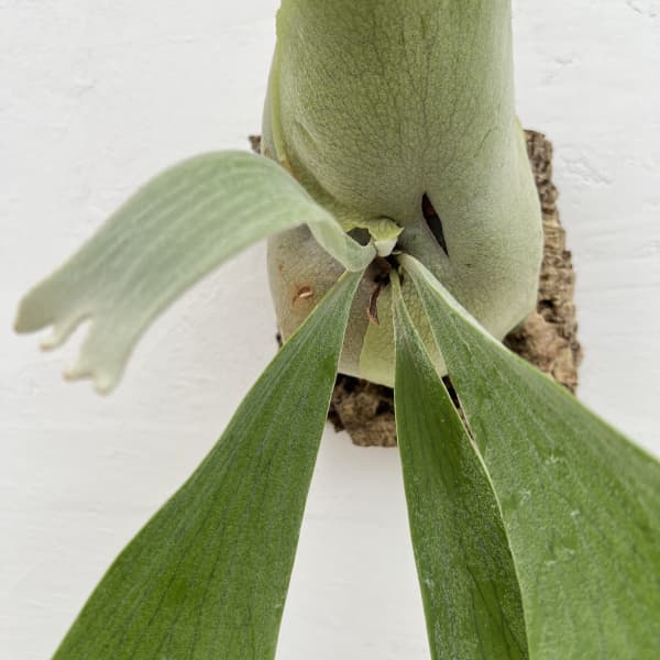 観葉植物 ビカクシダ(コウモリラン) ネザーラ...の詳細画像3