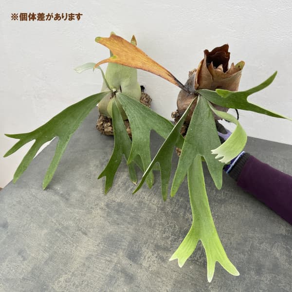 ビカクシダのおすすめ人気商品一覧 通販 - Yahoo!ショッピング