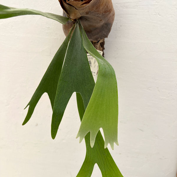 観葉植物 ビカクシダ(コウモリラン) ネザーラ...の詳細画像4