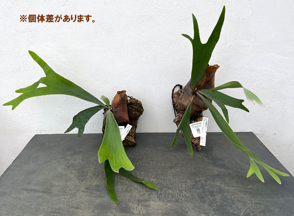 観葉植物 ビカクシダ(コウモリラン) ネザーラ...の詳細画像5