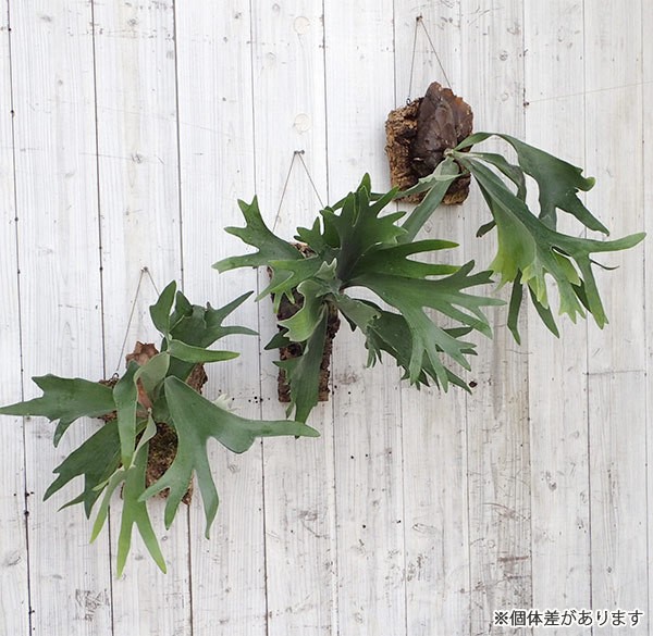 観葉植物/ビカクシダ(コウモリラン):ネザーランド コルク 観葉植物/ビカクシダ(コウモリラン):ネザーランド コルク