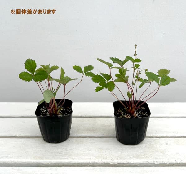 黒壺 ワイルドストロベリー⭐︎大判オーバルプレート40×30cm 人気特価激安 黒壺 ワイルドストロベリー⭐︎大判オーバルプレート40
