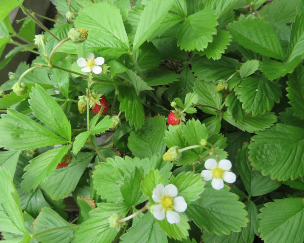 ハーブの苗 ワイルドストロベリー3号ポット : 園芸ネット - 通販