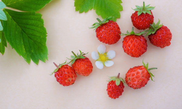 ワイルドストロベリー 苗のおすすめ人気商品一覧 通販 - Yahoo