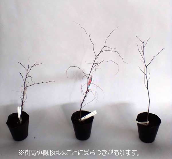 果樹の苗/ナツメ4〜5号ポット｜engei｜04