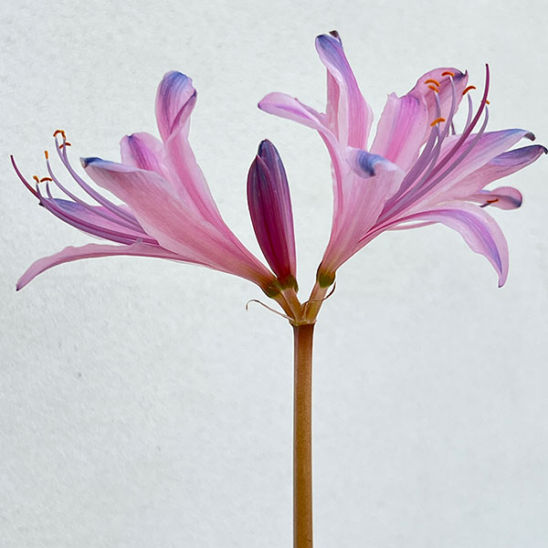 草花の苗 ヒガンバナ(彼岸花・リコリス) 桃花...の詳細画像5