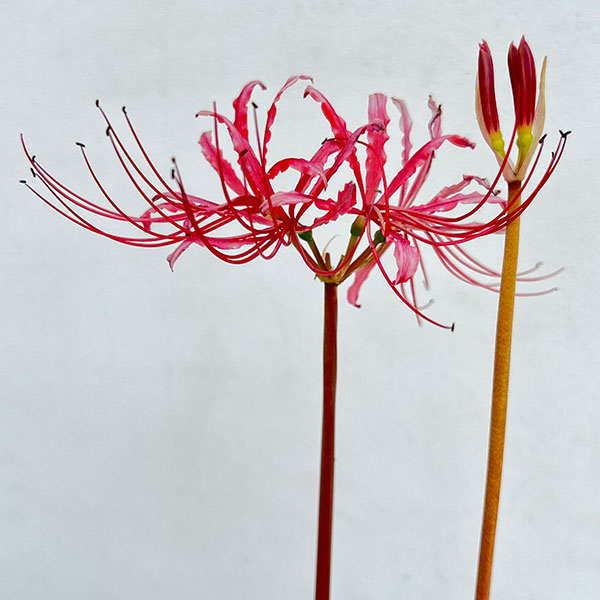 真っ赤な彼岸花の球根　特大　大　中計４００個 真っ赤な彼岸花の球根 特大 大 中計400個 楽天市場】種 彼岸花の