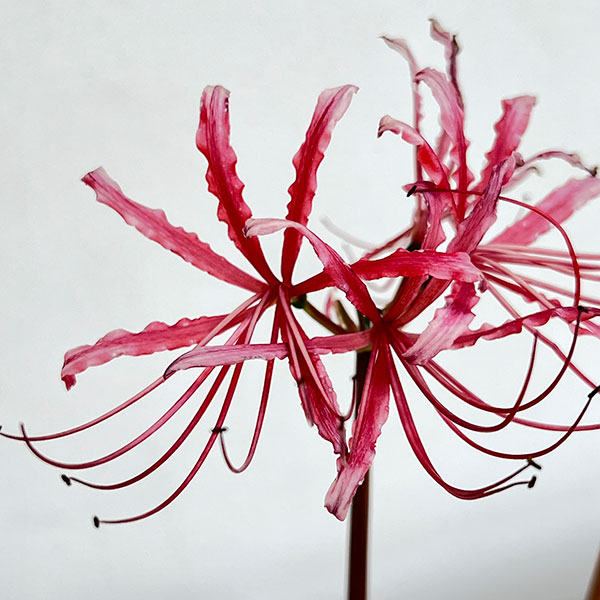 草花の苗 ヒガンバナ(彼岸花・リコリス) 桃花...の詳細画像3