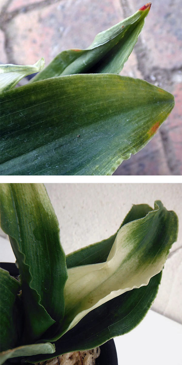 万年青のおすすめ人気商品一覧 通販 - Yahoo!ショッピング