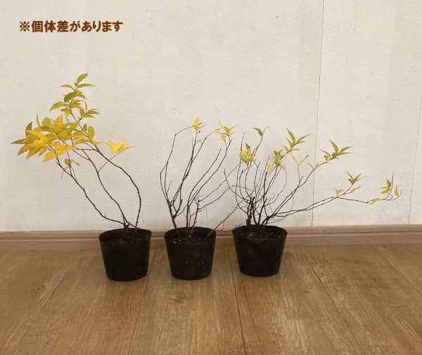 ミツバシモツケ（苗） | 花、ガーデニング のおすすめ人気商品一覧
