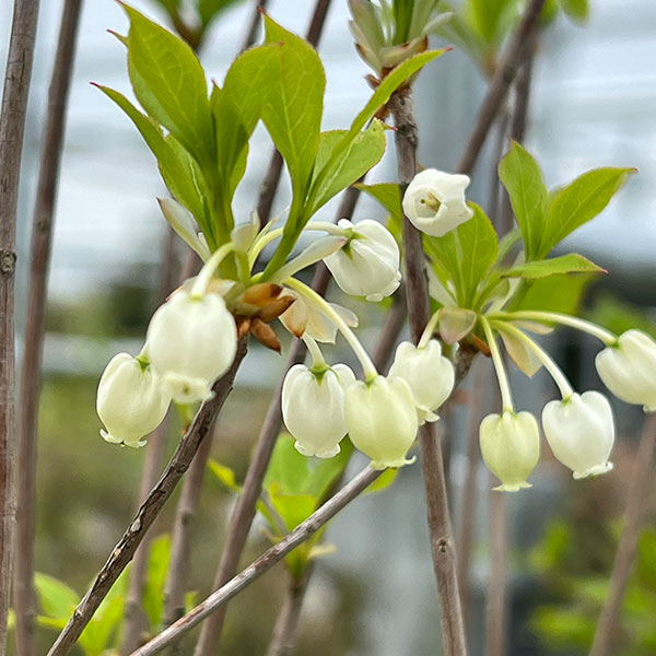 花木 庭木の苗 ドウダンツツジ5号ポットの詳細画像2