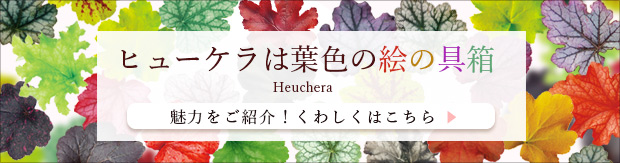 草花の苗/棚卸セール ヒューケラ：スペルバウンド3-3.5号ポット｜engei｜02