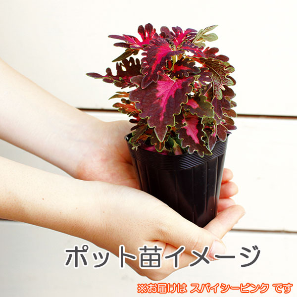 草花の苗 サマーセール (わけあり特価)コリウ...の詳細画像5