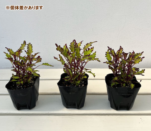 草花の苗 サマーセール (わけあり特価)コリウ...の詳細画像2