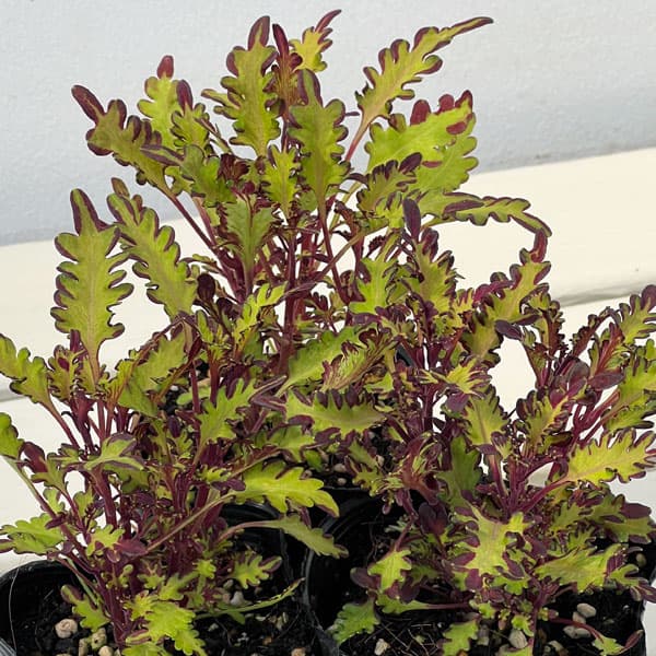 草花の苗 サマーセール (わけあり特価)コリウ...の詳細画像3