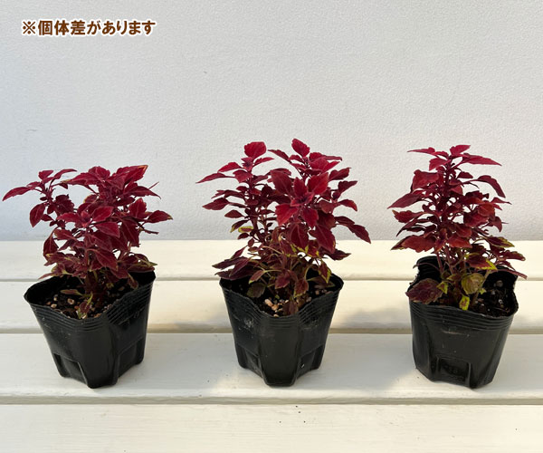 草花の苗 サマーセール (わけあり特価)コリウ...の詳細画像2
