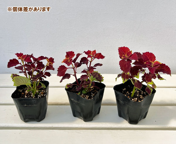 草花の苗 サマーセール (わけあり特価)コリウ...の詳細画像3