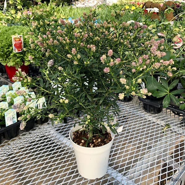 花木 庭木の苗 セアノサス 青花 5号鉢植えの詳細画像3