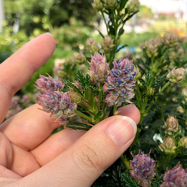 花木 庭木の苗 セアノサス 青花 5号鉢植えの詳細画像4