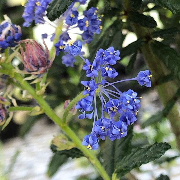 花木 庭木の苗 セアノサス 青花 5号鉢植えの詳細画像5