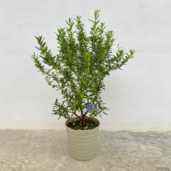 花木 庭木の苗 セアノサス 青花 5号鉢植えの詳細画像1