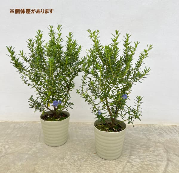 花木 庭木の苗 セアノサス 青花 5号鉢植えの詳細画像2