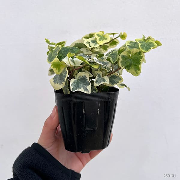 観葉植物 ヘデラ へリックス雪ほたる3号ポット苗 2株セット : 園芸
