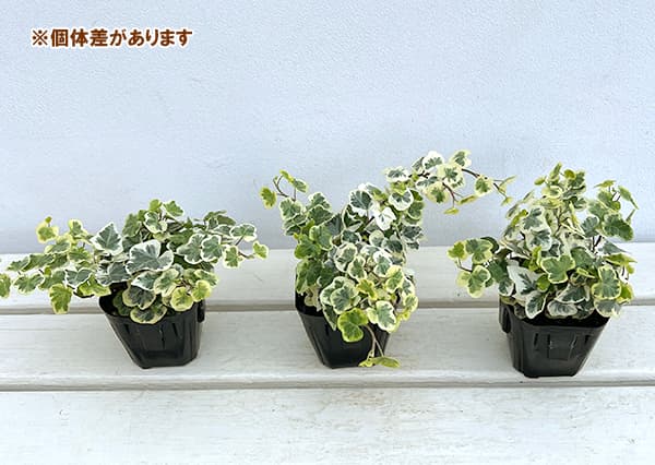 草花の苗 ヘデラ へリックス雪ほたる3号ポットの詳細画像2
